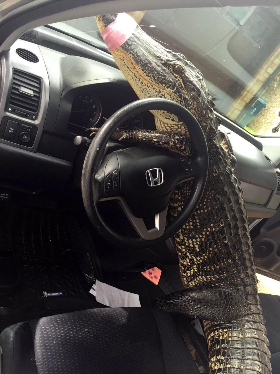 Buster in Christy's car