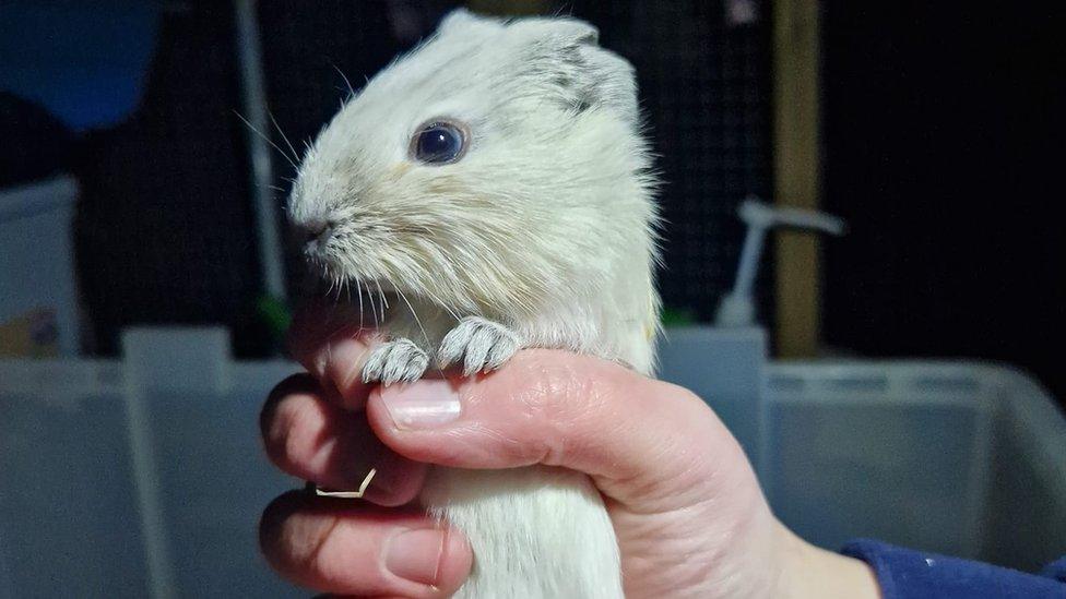 Abandoned guinea pigs