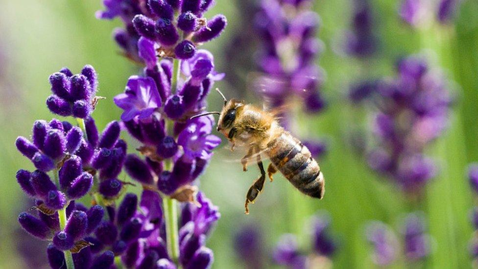 Studies suggest insects that are vital to ecosystems are in decline worldwide