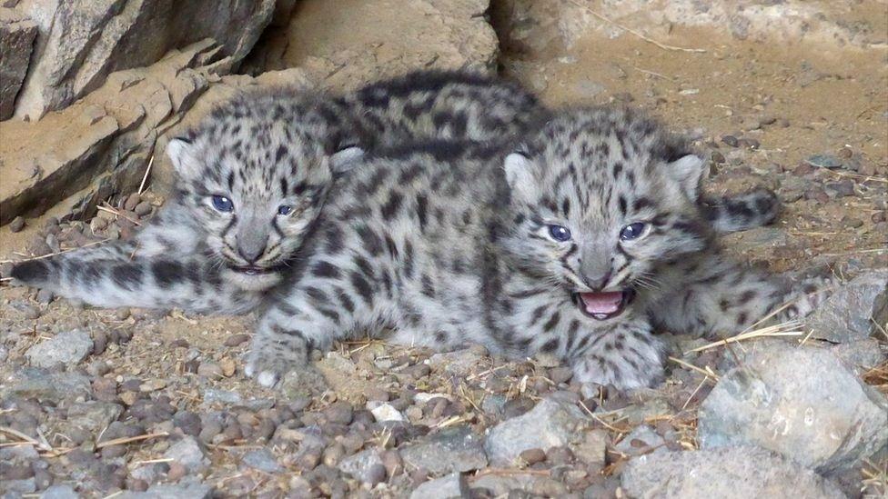 Juvenile snow leopards