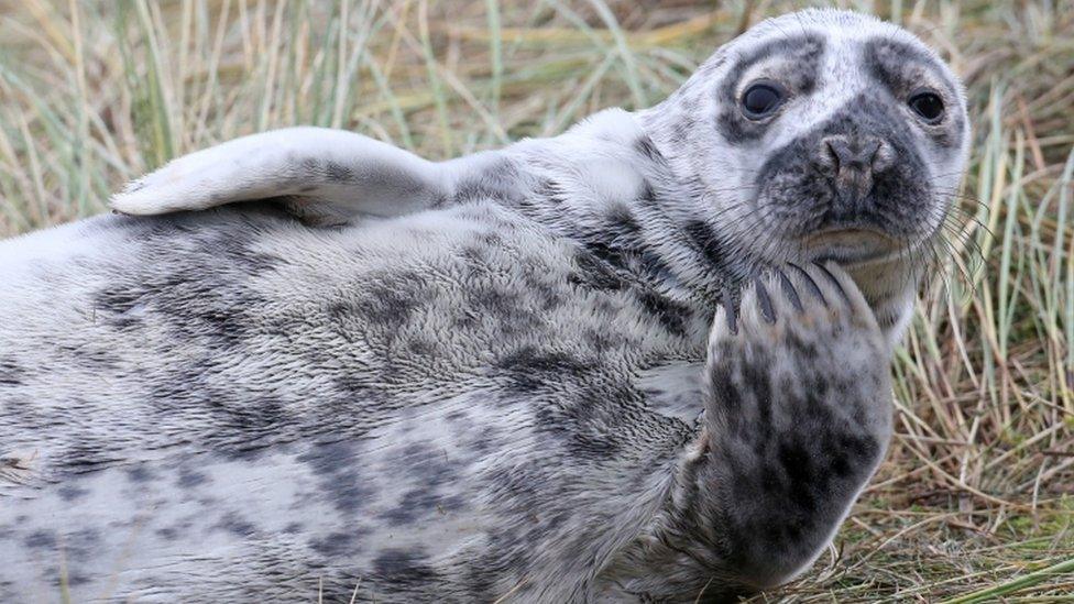 Seals at Blakeney National Nature Reserve in Norfolk