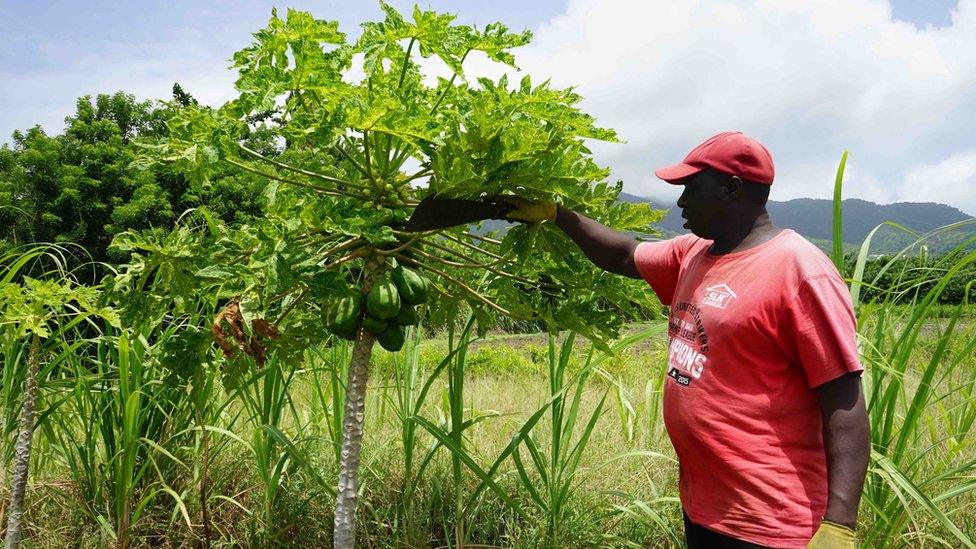 A farmer in St Kitts