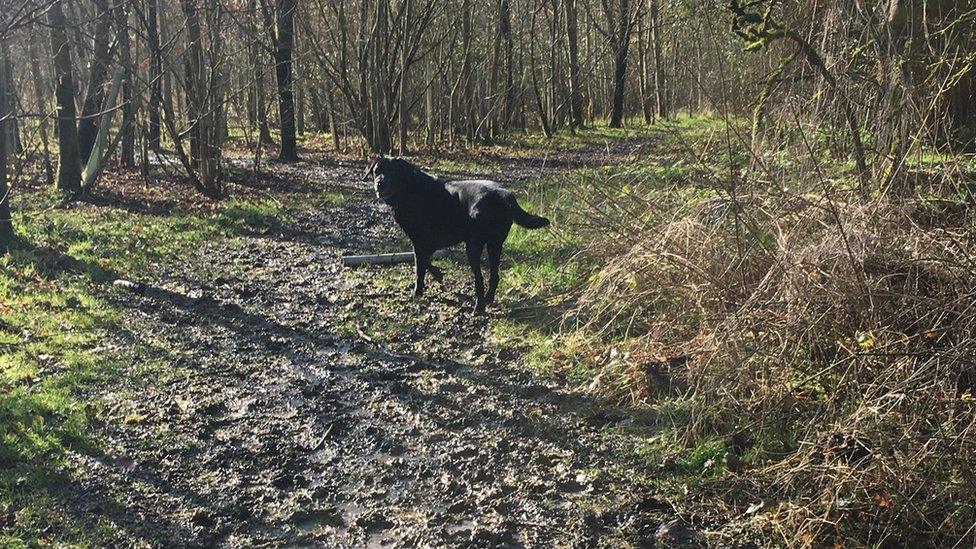 Bailey walking in the woods