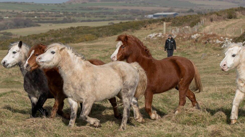 Welsh Mountain Ponies