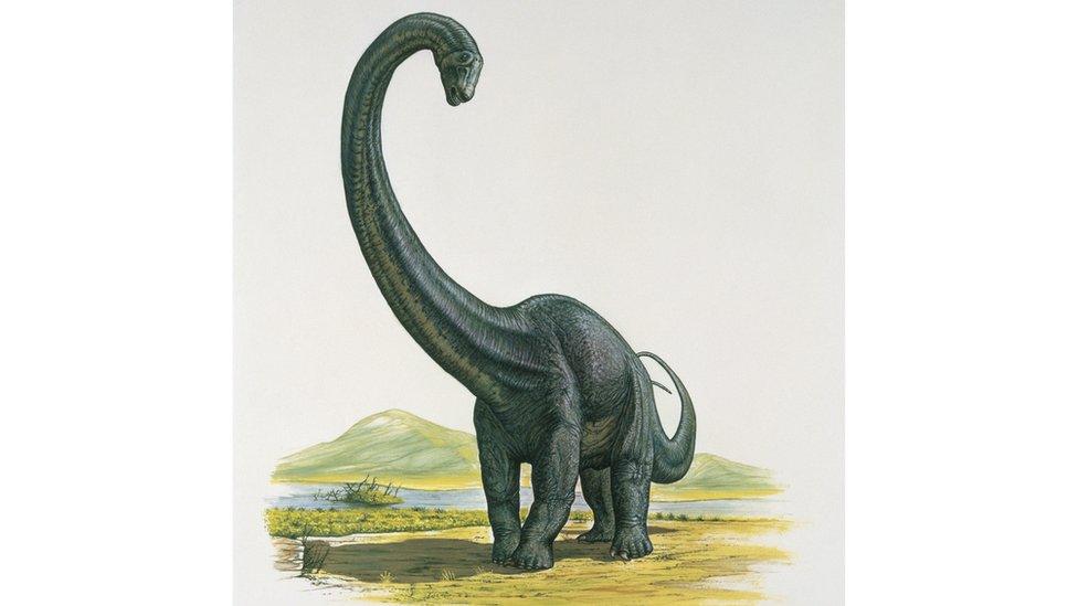 Drawing of a diplodocus