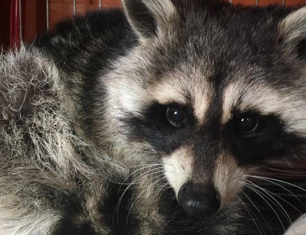 Raccoon found on rooftop