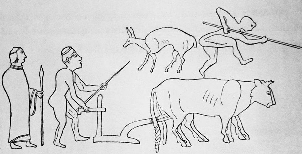 A depiction of ancient Greek farmers using a scratch plough, drawn by a pair of oxen, circa 400 BC