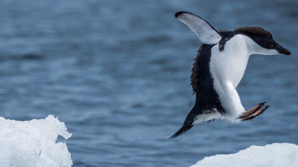 penguin jumping