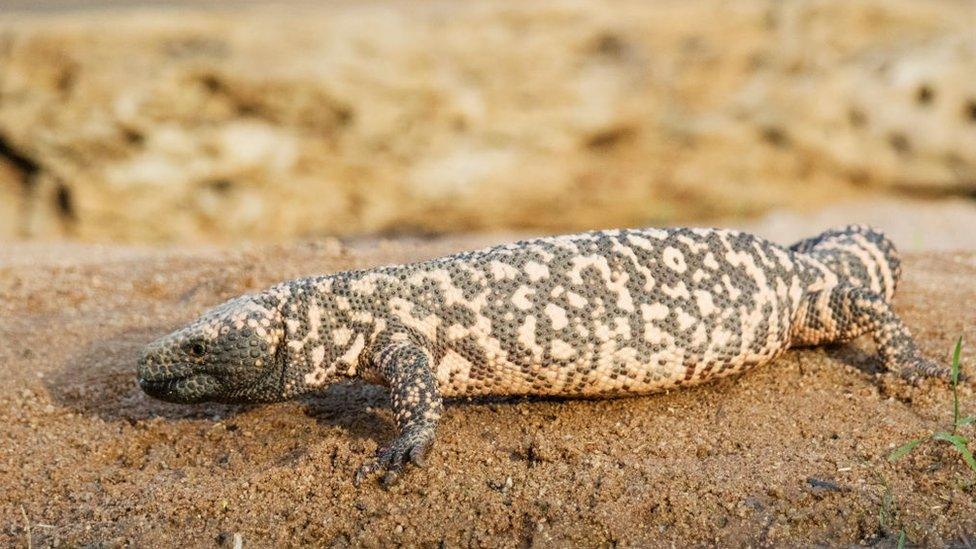 File image of a gila monster