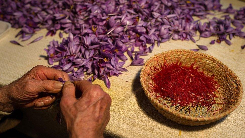 Picking saffron