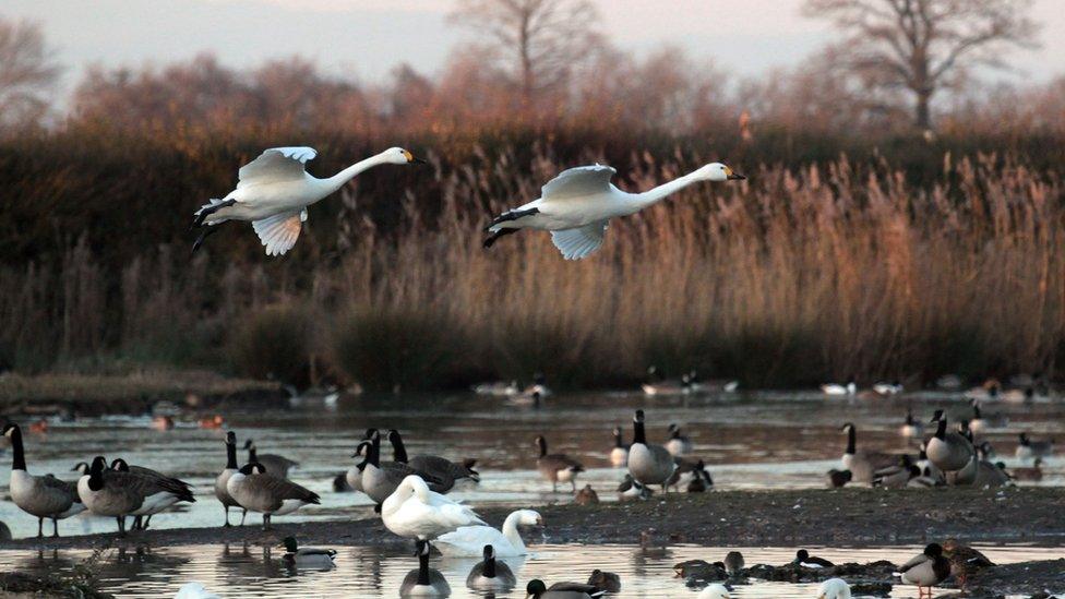 Slimbridge Wetland Centre