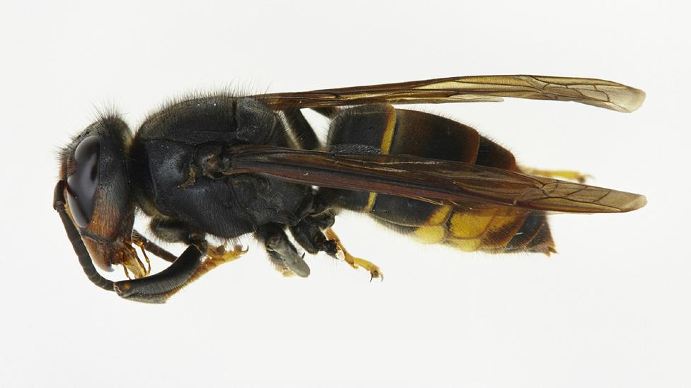 Asian hornet