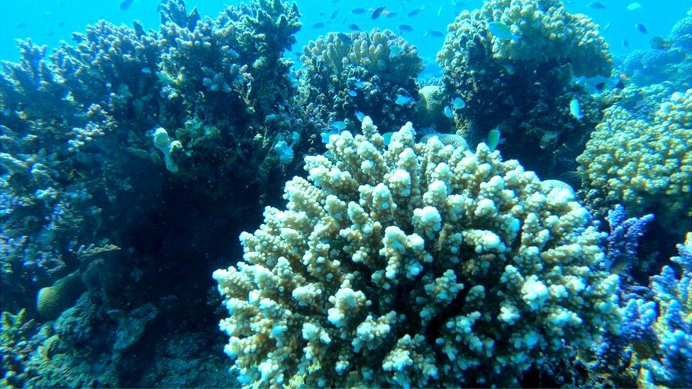 Red Sea coral reef