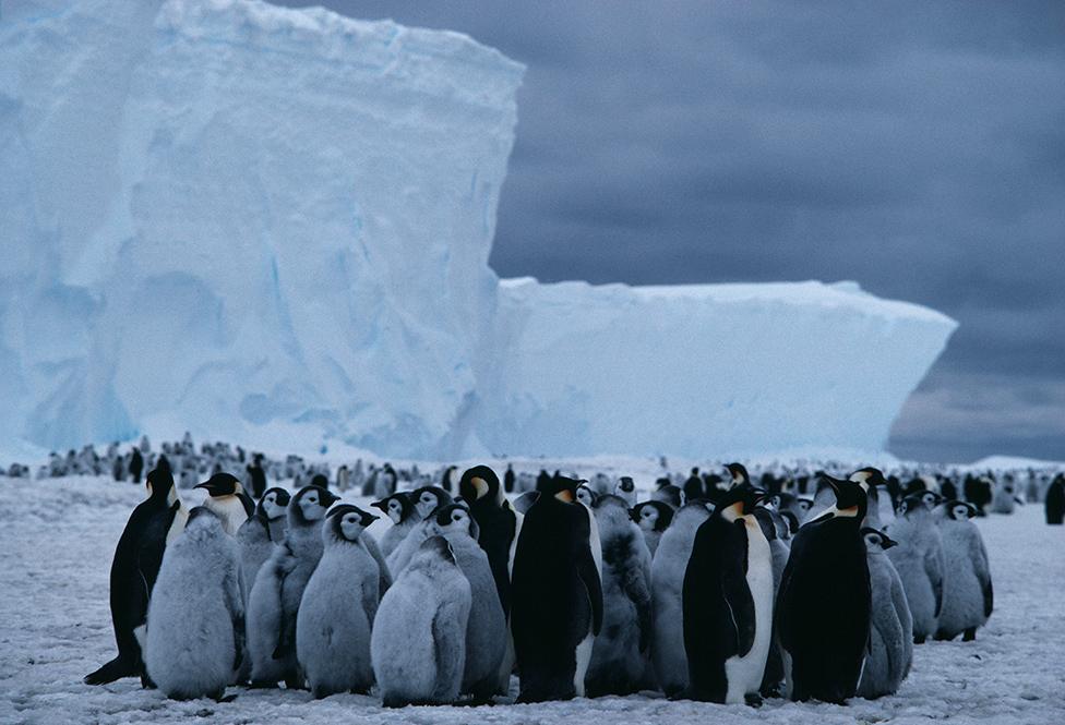 Emperor penguins