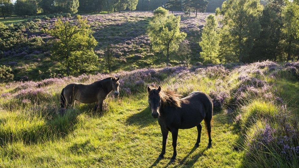 Horses in the Ashdown Forest