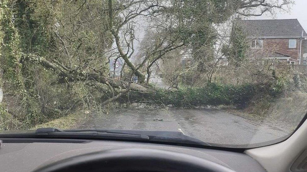 Tree down Makenny Road, Ballinamallard