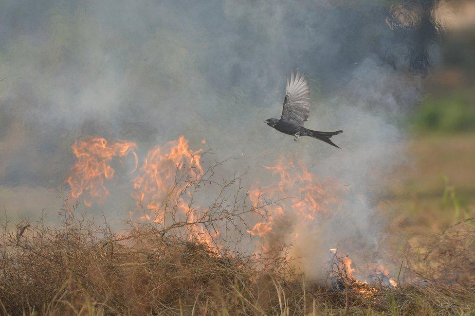 A bird flies above a bush fire