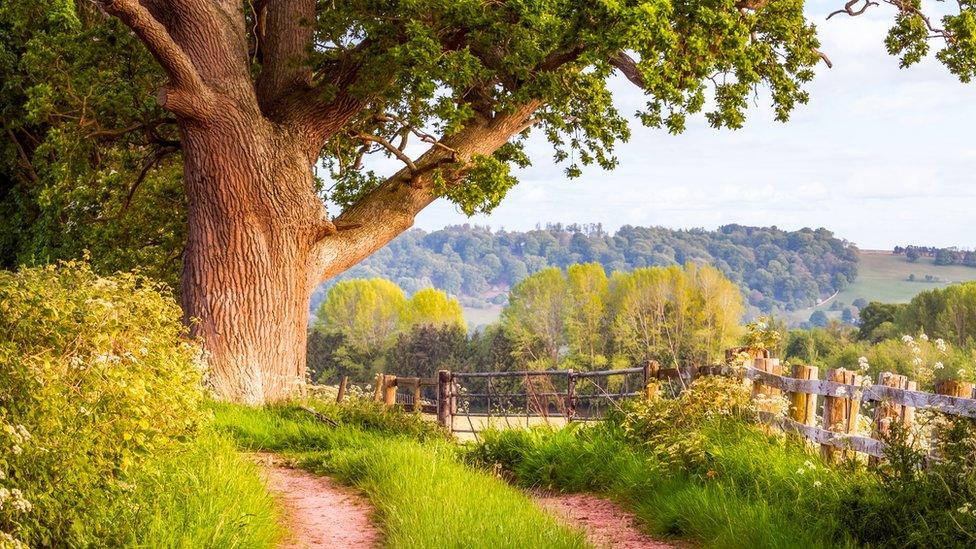 Country Lane, Letton, Hereford, Herefordshire