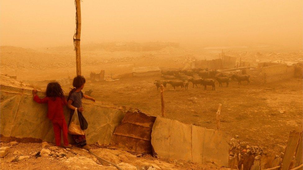 Children look at buffalo in hazy orange landscape.