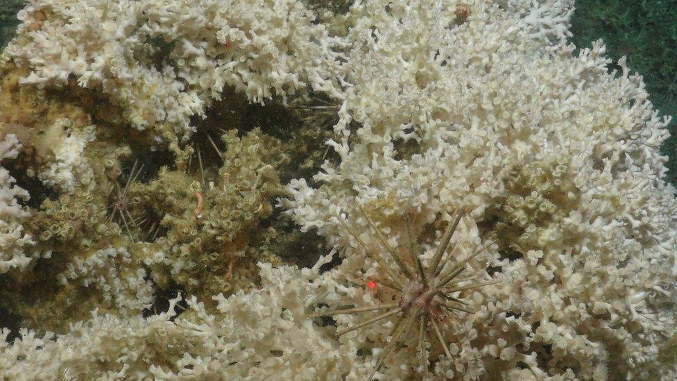 Cold-water coral and sea urchins