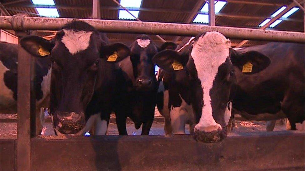 Dairy farm in Caernarfon