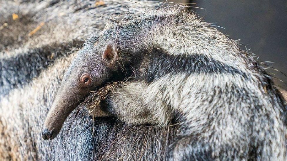 Baby giant anteater at Chester Zoo