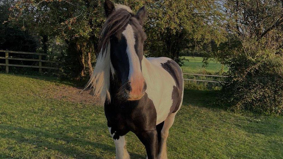 Gypsy cob horse