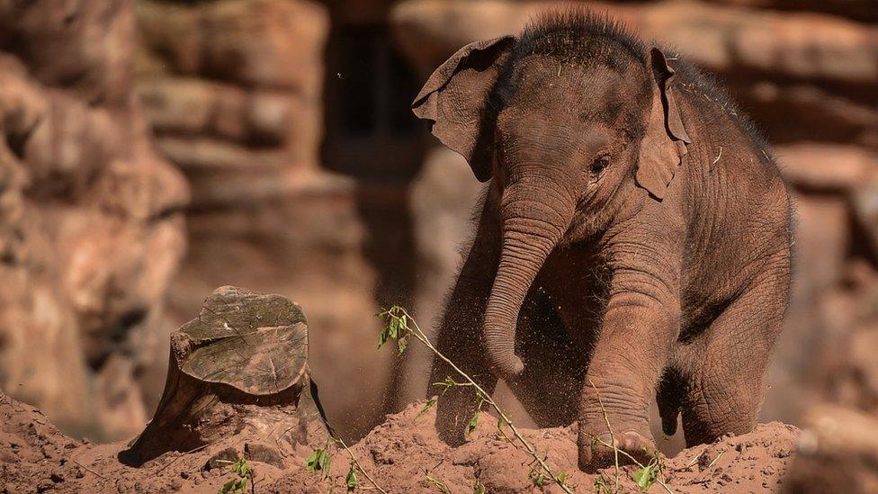 An elephant calf from Chester Zoo