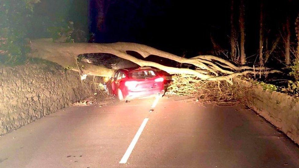 Paul Mee's car damaged by a fallen tree on Anglesey