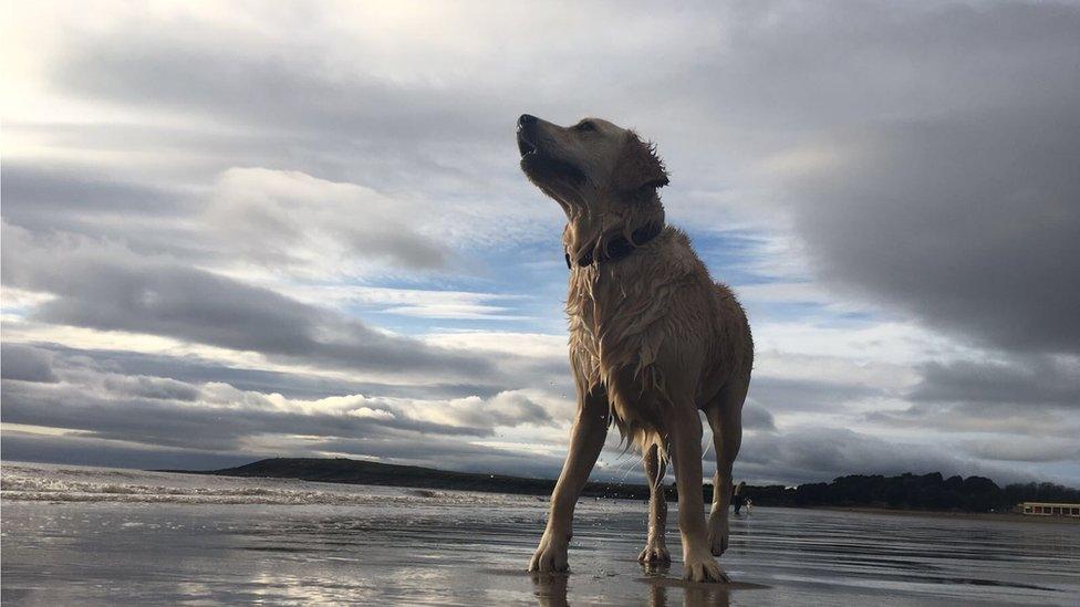 Hot dog? Not after an icy dip at Barry Island for Sam Rean's pet Layla.