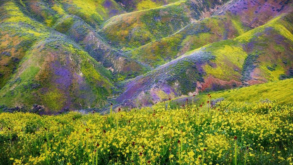 Wildflower Explosion by Dennis Frates