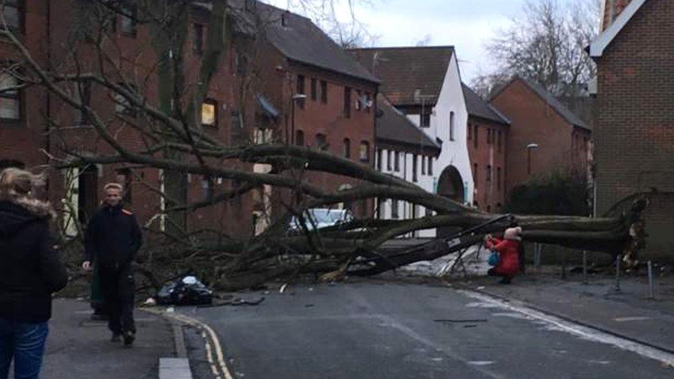 Tree down at Oak Street, Norwich