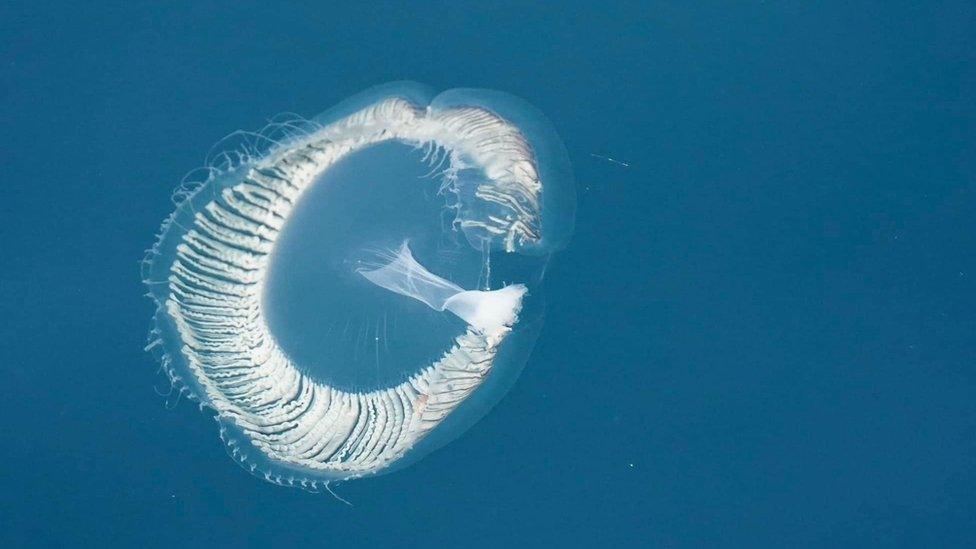 The Aequorea victoria, or "crystal jelly"