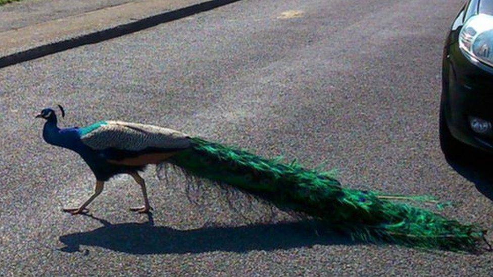 Peacock in the middle of the road in Ushaw Moor