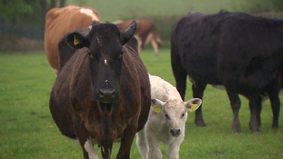 Cows in field with calf