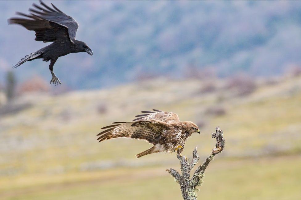 A raven flies after a Eurasian buzzard