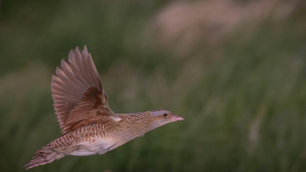 Corncrake in flight on Rathlin