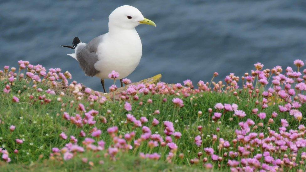 Kittiwake