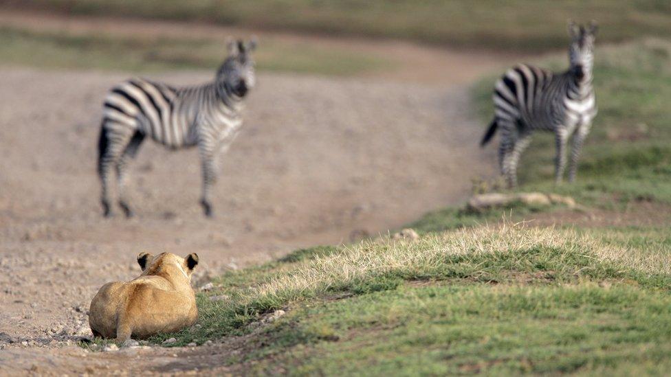 zebras-and-lion.