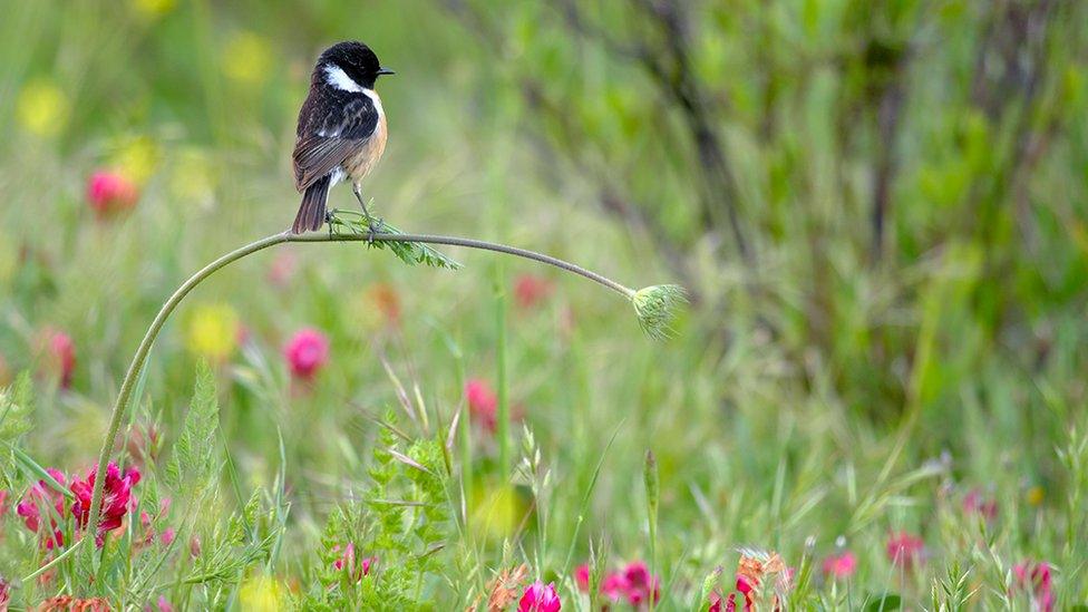 stonechat bird perched in a stem