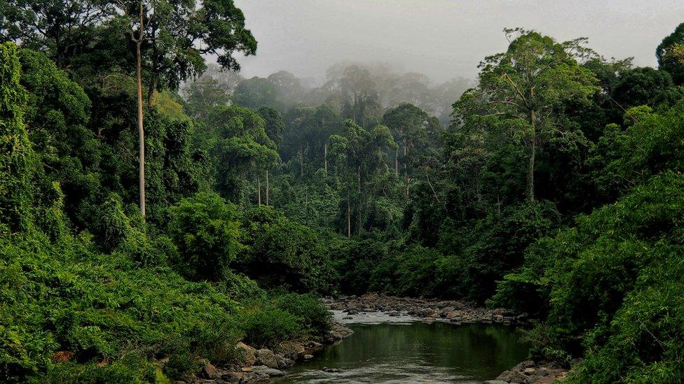 Dipterocarp forest