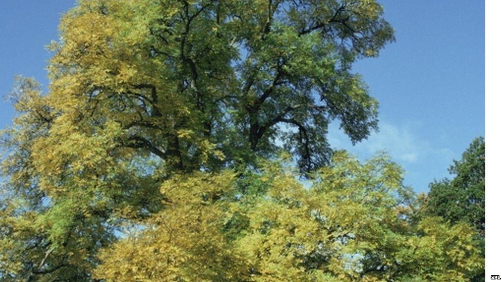 Ash tree (Science Photo Library)