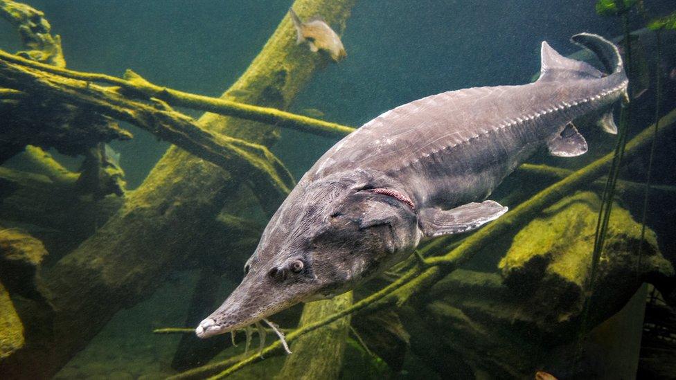 A beluga sturgeon