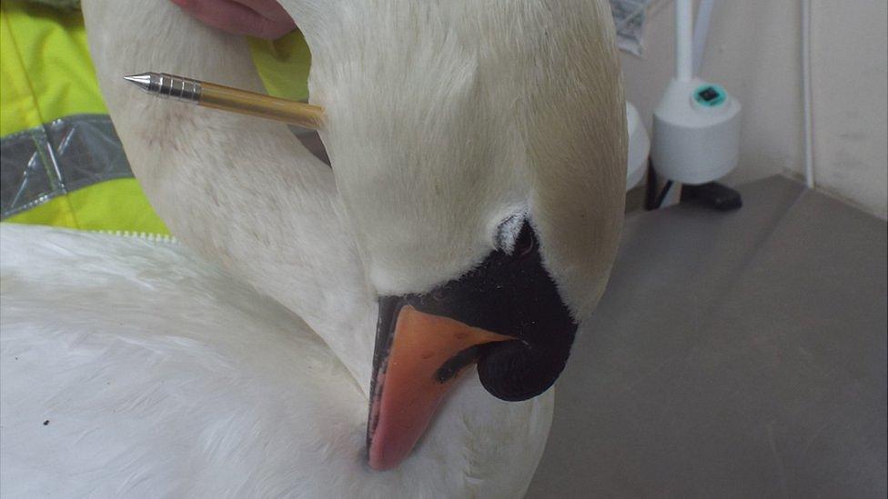 Injured swan