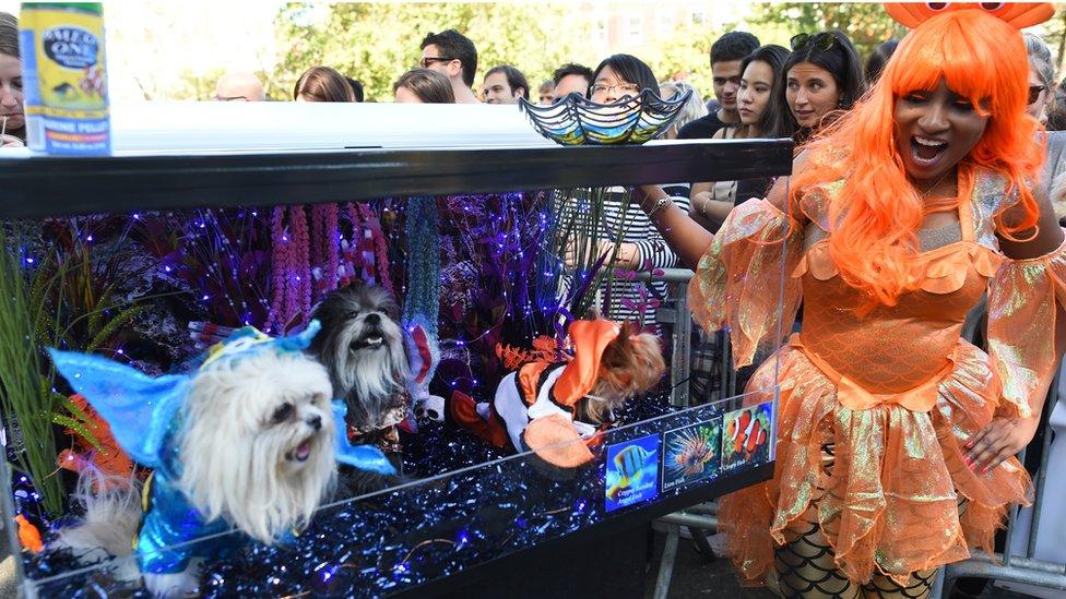 A woman dressed as a fish stands next to a fake fish tank with three small dogs, each dressed as a different kind of fish.