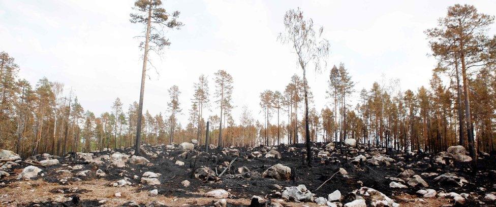 Burnt forest is seen where a wildfire raged northeast of Ljusdal, central Sweden, on July 26, 2018.