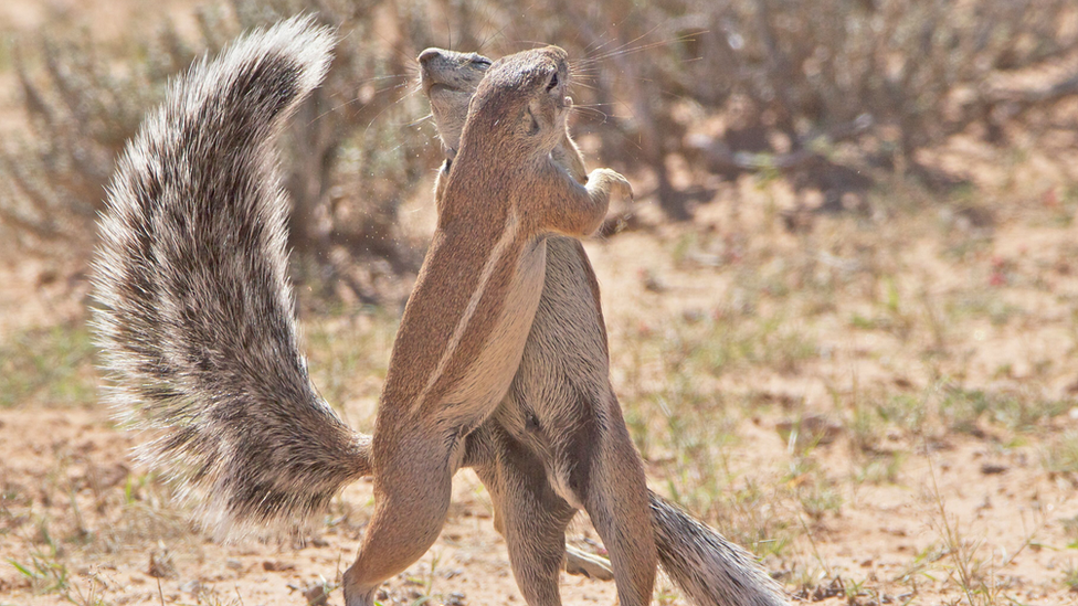 Cape Squirrels dancing together