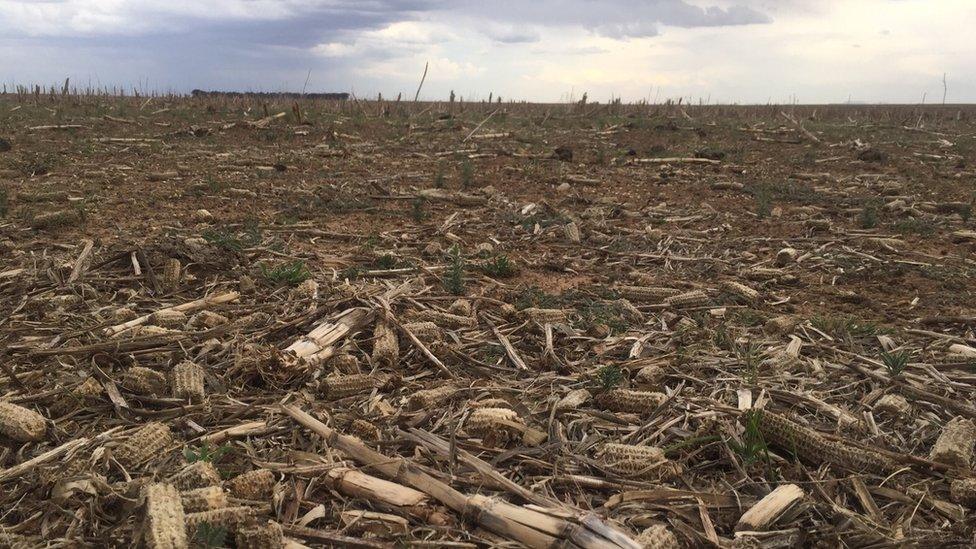 A maize farm in the Free State province