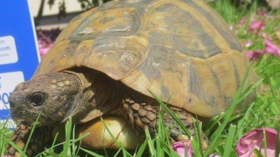 Tortoise