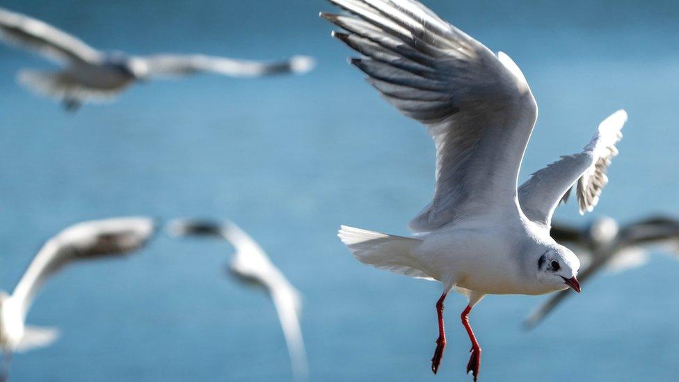 Group of seagulls